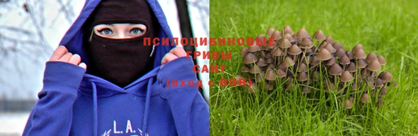 индика Гусев